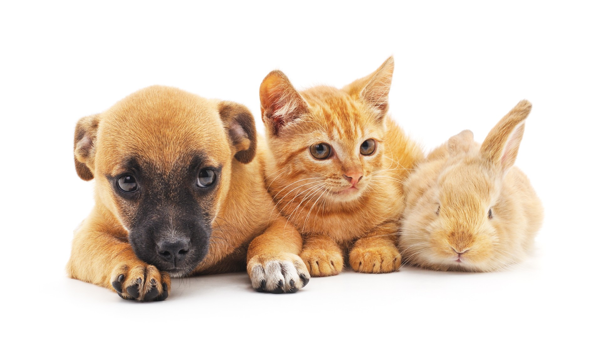 Red puppy, kitten and bunny.